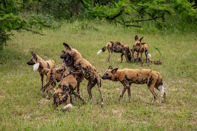 Ol Jogi Conservancy Day Tour